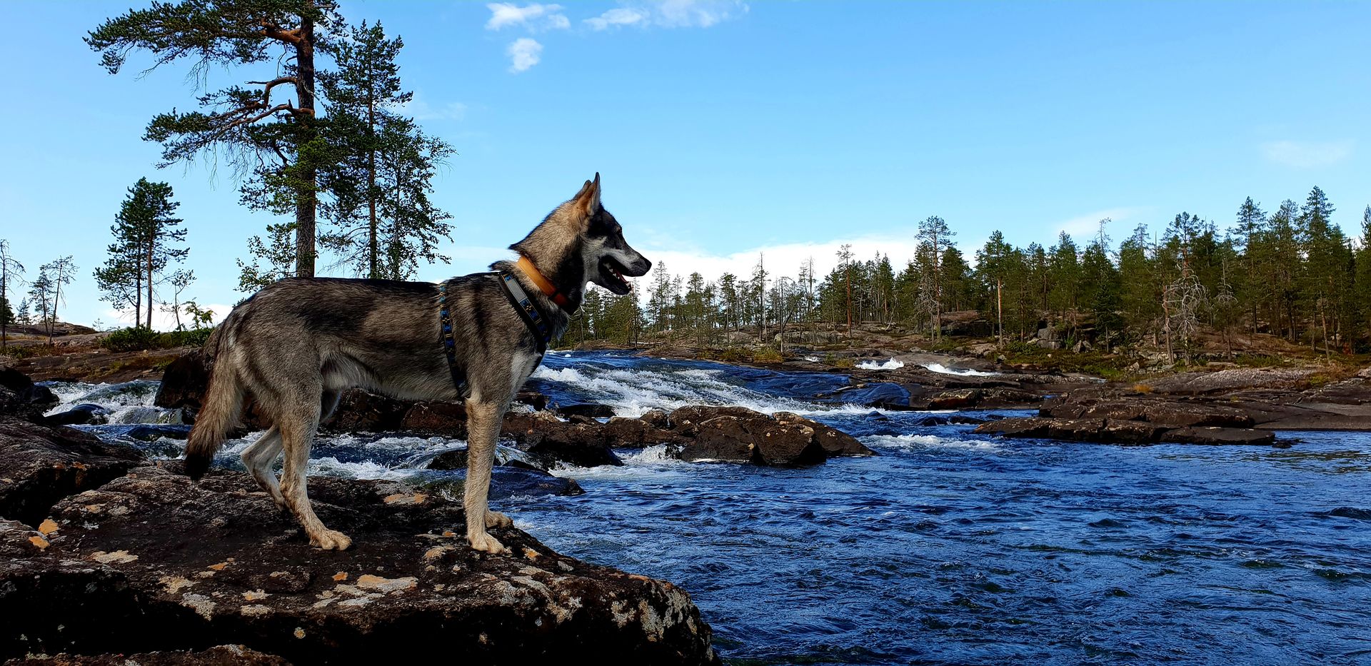 Hunt in Lapland